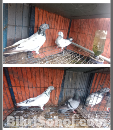 Pigeon-খাঁচা+ কবুতর ১000-